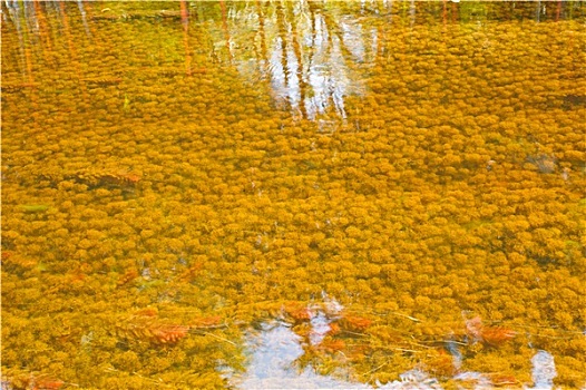 褐色,苔藓,沼泽,树林