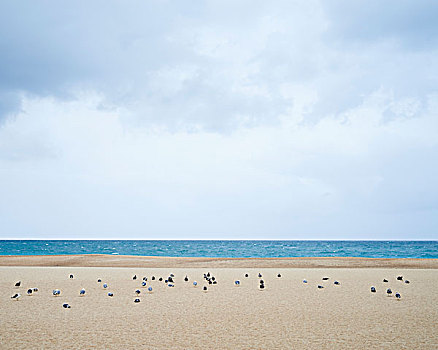 海鸥,海滩