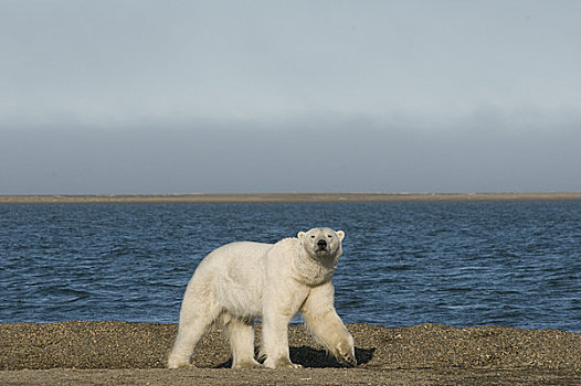 北极熊,公猪,走,海滩,觅食,早,秋天,岛屿,区域,北极圈,国家野生动植物保护区,阿拉斯加