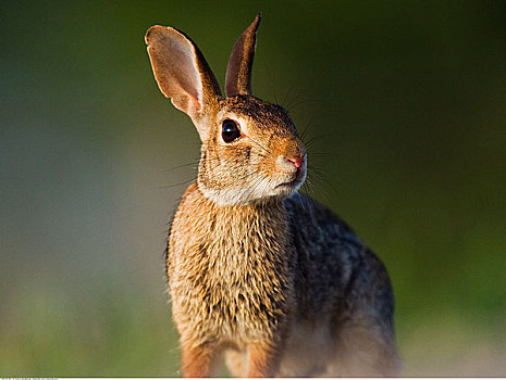 棉尾兔,兔子,德克萨斯,美国