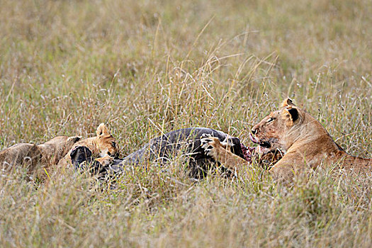 雌狮,狮子,杀,进食,角马,畜体,马赛马拉国家保护区,肯尼亚,非洲