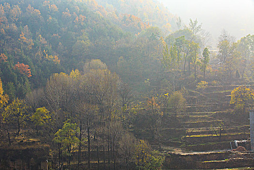 树叶,树枝,秋色,山