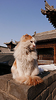 古观音禅寺里的猫