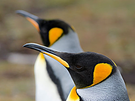 帝企鹅,福克兰群岛,南大西洋,头像,大幅,尺寸