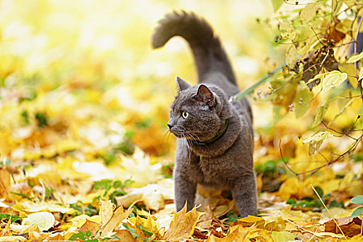 英国短毛猫,猫,户外,走,马具,秋天