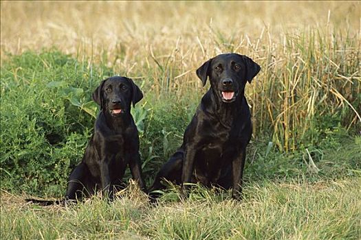 黑色拉布拉多犬,狗,母兽,小狗,坐,一起