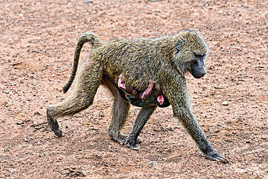 狒狒,东非狒狒,幼仔,阿鲁沙,国家公园,坦桑尼亚,非洲