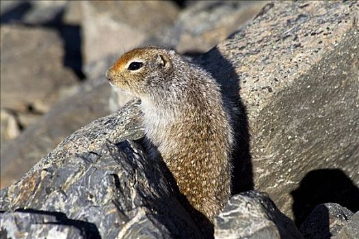 北极松鼠,石头,育空地区,加拿大