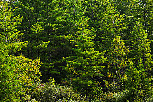 绿色,树,铁,山,魁北克,加拿大
