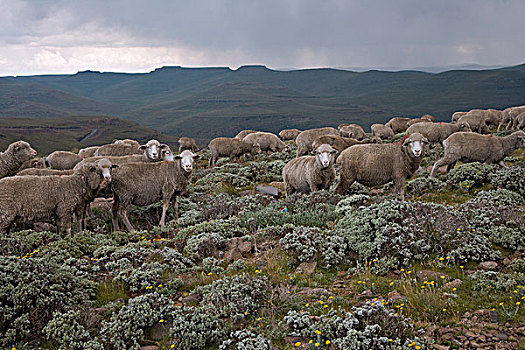 家羊,绵羊,牧群,山,莱索托,南非