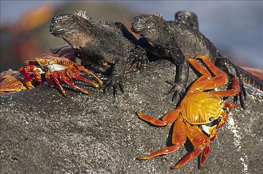细纹方蟹,方蟹,一对,分享,漂石,海鬣蜥,满潮,岛屿,加拉帕戈斯群岛,厄瓜多尔