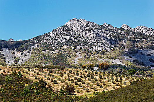 橄榄,小树林,卡塞雷斯省,西班牙