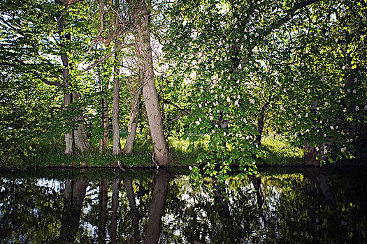 树林,河流,瑞典