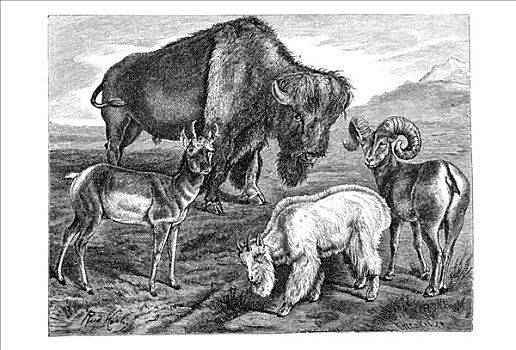 木刻,美洲野牛,野牛,大角羊,叉角羚,北美叉角羚,石山羊,雪羊