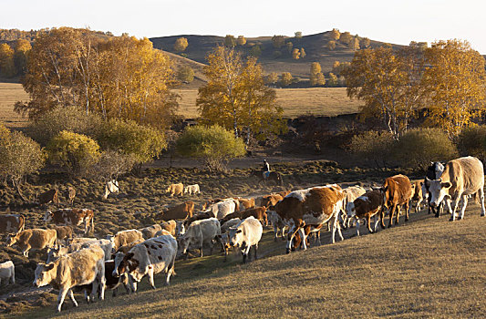牛,草原,内蒙古