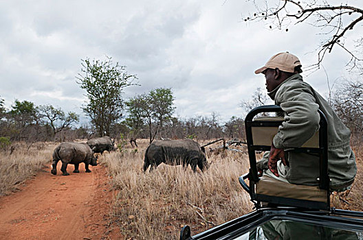 白犀牛,禁猎区,南非
