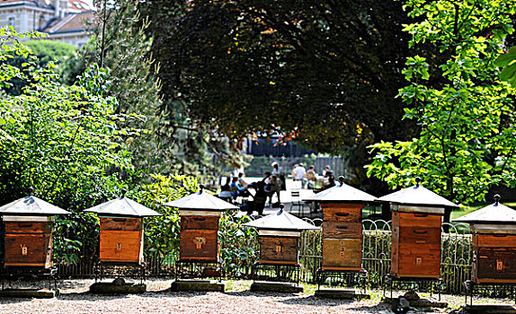 蜂巢,养蜂,学校,卢森堡,花园,巴黎,法国,欧洲