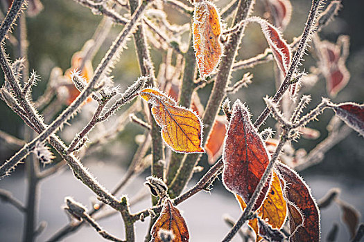 霜,金色,叶子,开端,冬天,白霜,早晨,日出