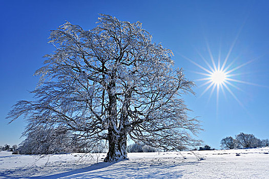 积雪,山毛榉树,太阳,山,巴伐利亚,德国
