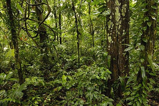 热带雨林,林下叶层,国家公园,联合国教科文组织,生物保护区,亚马逊雨林,厄瓜多尔