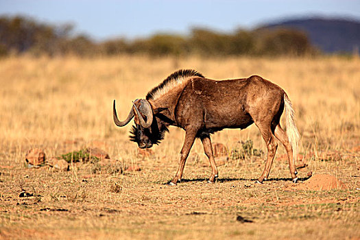黑色,角马,白尾,成年,斑马山国家公园,南非,非洲