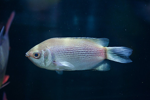 水生動物圖片_水生動物圖片大全_水生動物圖片素材