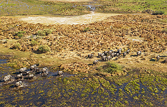 非洲象,饲养,牧群,漫游,淡水,湿地,航拍,奥卡万戈三角洲,博茨瓦纳,非洲