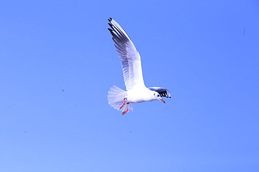 生活,花卉