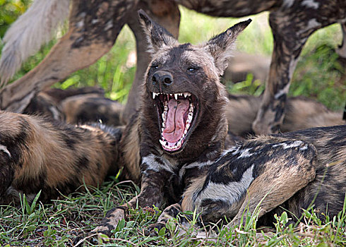 非洲野狗,非洲,涂绘,狗,非洲野犬属,哈欠,克鲁格国家公园,南非