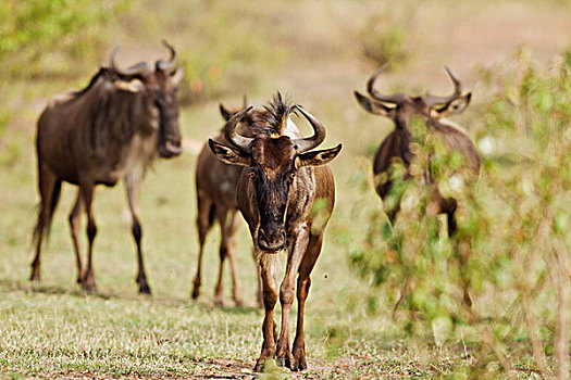 角马,马赛马拉,野生动植物保护区,肯尼亚