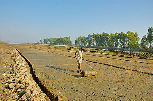 一个,男人,盐,地点,市场,地区,孟加拉,十二月,2006年