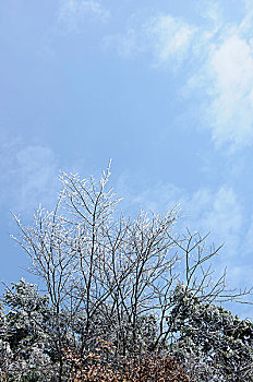 冬天植物与蓝天白云背景