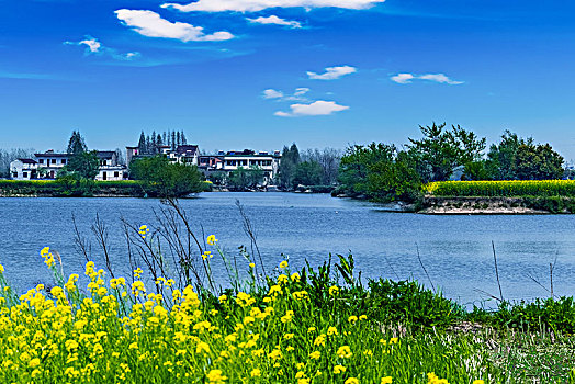 安徽省芜湖市响水涧油菜花田园乡村自然景观