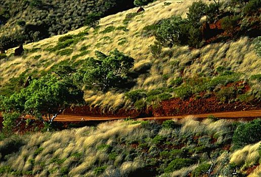 橡胶树,卡瑞吉尼国家公园,澳大利亚