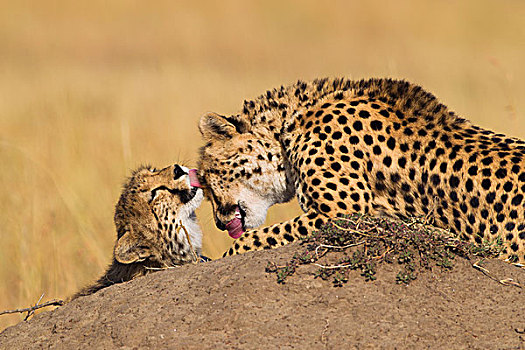 猎豹,猎豹猎豹,妈妈,半成长,美容,彼此的,马赛玛拉国家保护区,肯尼亚,非洲