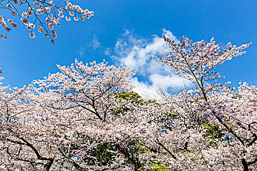 盛开,樱桃树,春天,上野公园,东京,日本