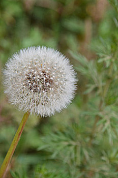 蒲公英,中药材,花,绽放,迷人,花朵,花卉,植物,观赏植物,夏季