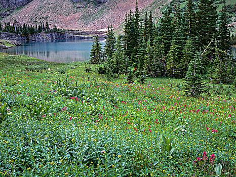 美国,蒙大拿,冰川国家公园,夏天,野花,盛开,挨着,针叶树,小,湖,大幅,尺寸