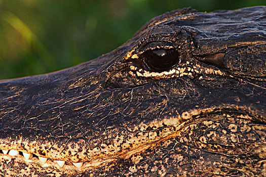 美国短吻鳄,特写,大沼泽地国家公园,佛罗里达