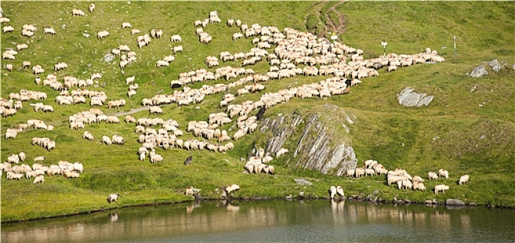 牧群,绵羊,山