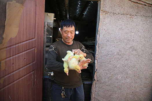孵化育雏正当时,每天数万只小鸡仔从这里发往全国