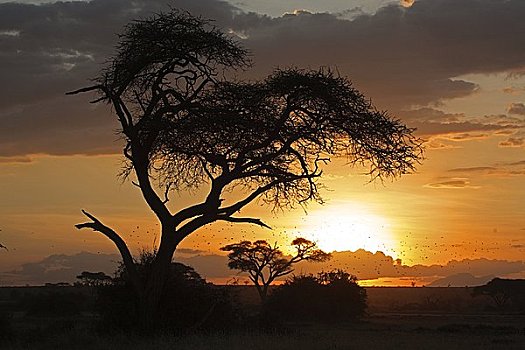 伞,刺槐,黎明,安伯塞利国家公园,国家,肯尼亚,东非,非洲