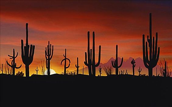 树形仙人掌,索诺拉沙漠,亚利桑那,美国