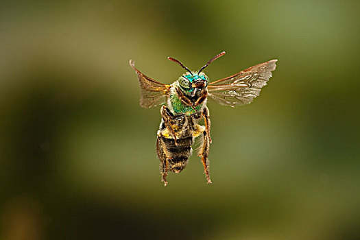 蜜蜂,飞,遮盖,花粉,德克萨斯