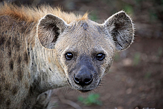 斑鬣狗,成年,动物,警惕,克鲁格国家公园,南非,非洲