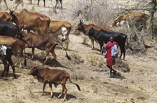 男人,母牛,哺乳动物,肯尼亚,非洲,农业,牛,饲养,草原,大草原,牲畜,动物