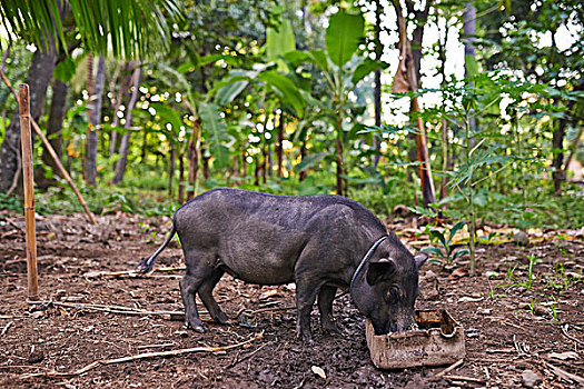 巴厘岛,猪