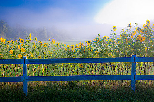 美国,佛蒙特州,向日葵,栅栏