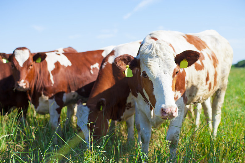 母牛_黑白花牛_站立_草地_夏天_高清图片_全景视觉
