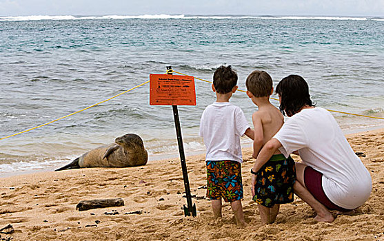夏威夷,僧海豹,看,标识,说话,背影,考艾岛